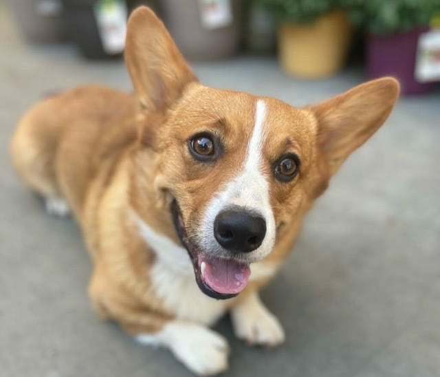 A corgi dog lying down calmly in a retail garden store aisle.