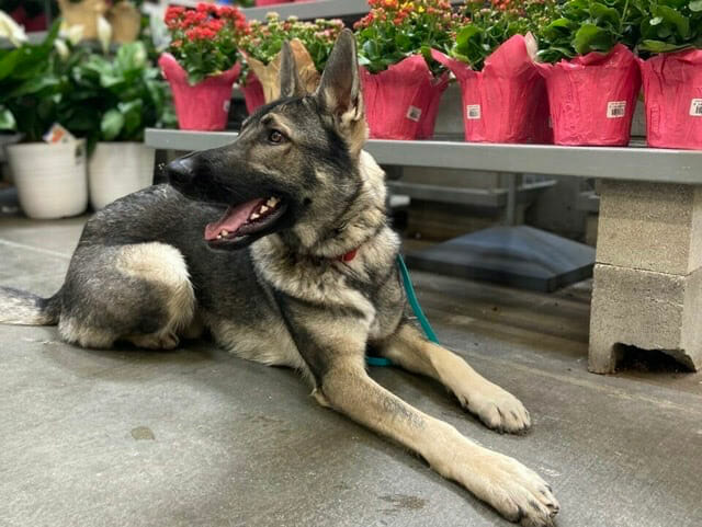 A german shepherd dog lying down calmly in a retail garden store aisle.