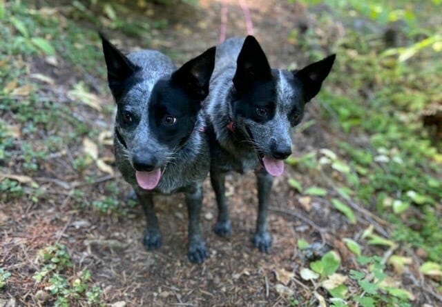 Two cattle dogs calmly in a "stay" off leash on a hiking trail.